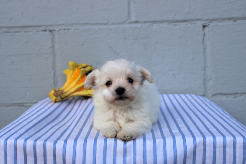 puppy, for, sale, Maltese, Matthew B. Stoltzfus, dog, breeder, Gap, PA, dog-breeder, puppy-for-sale, forsale, nearby, find, puppyfind, locator, puppylocator, aca